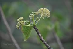 Gyrocarpus americanus